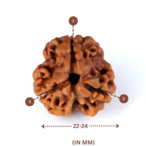 3 Mukhi Real Rudraksha Bead