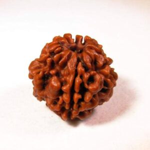 1 Mukhi Real Rudraksha Bead