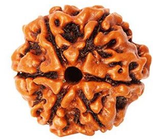 6 Mukhi Real Rudraksha Bead
