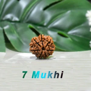 7 Mukhi Real Rudraksha Bead