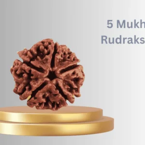 5 Mukhi Real Rudraksha Bead