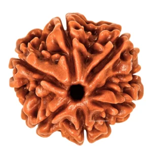 6 Mukhi Real Rudraksha Bead
