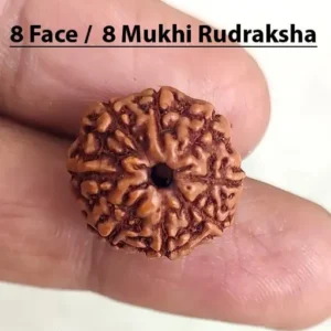8 Mukhi Real Rudraksha Bead
