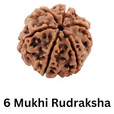 6 Mukhi Real Rudraksha Bead