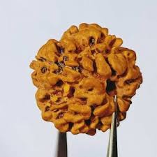 1 Mukhi Real Rudraksha Bead