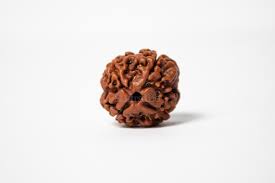 4 Mukhi Real Rudraksha Bead