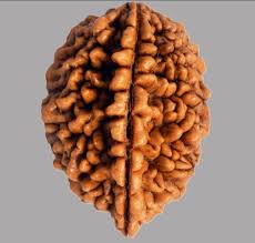 2 Mukhi Real Rudraksha Bead
